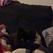 Storm joined the competition — help win amazing prizes! black_cat, cat, blanket, couch, indoor, cozy, dark, furniture, pet, animal, resting, fur, eyes, home, soft, comfort, relaxing, living_room, textile, pattern