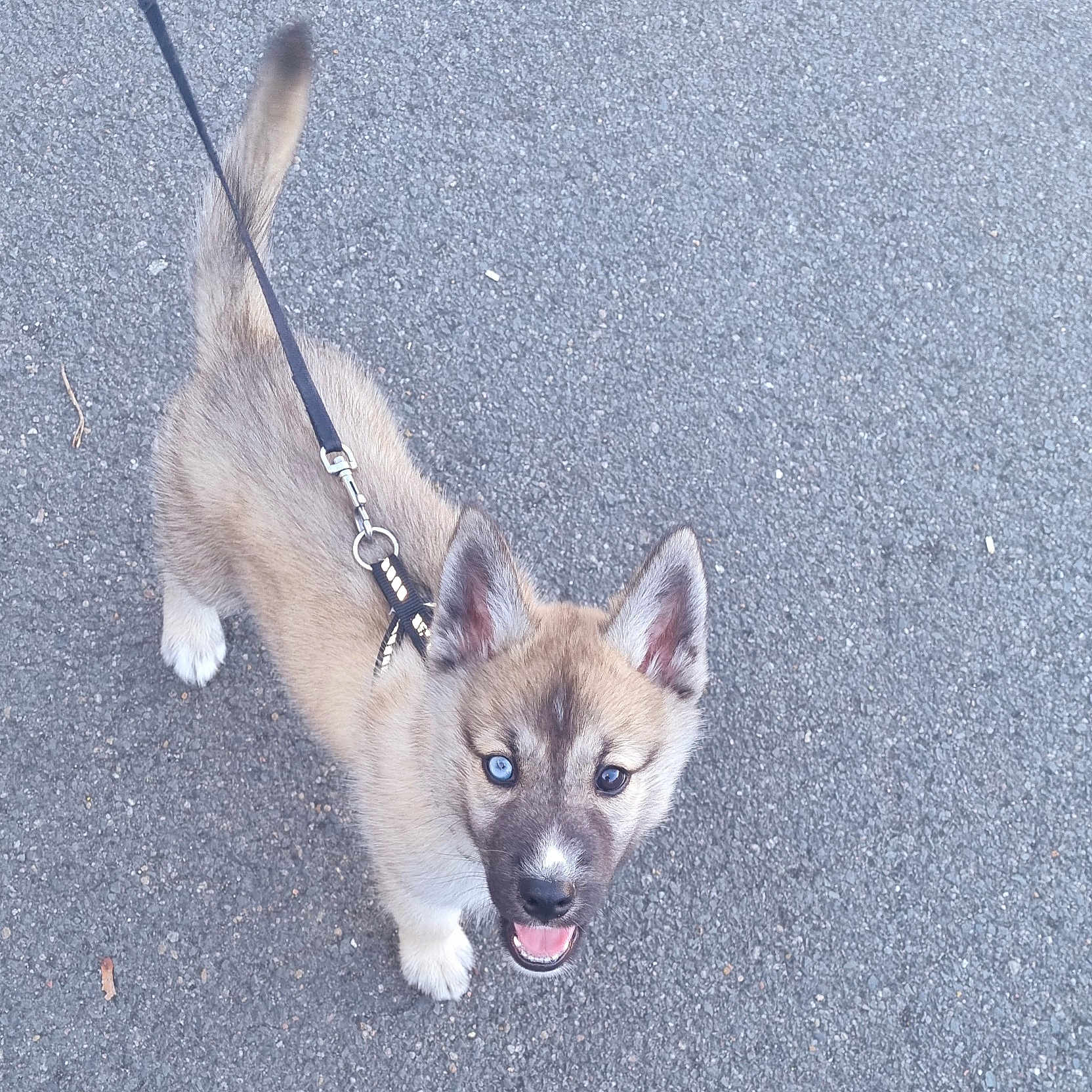 Wolfy a rejoint le concours — aidez-le/la à gagner de superbes lots ! alert, animal, asphalt, blue_eye, brown_eye, canine, cute, dog, ears, fur, happy, leash, mammal, mixed_color, outdoor, pet, puppy, small, walking, young