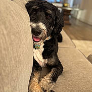Theo is registered to the contest to win money with this photo: dog, pet, couch, living_room, black_and_white, fur, tongue, curious, indoor, home, cozy, relaxed, animal, fur_texture, collar, paws, seated, friendly, looking, cute