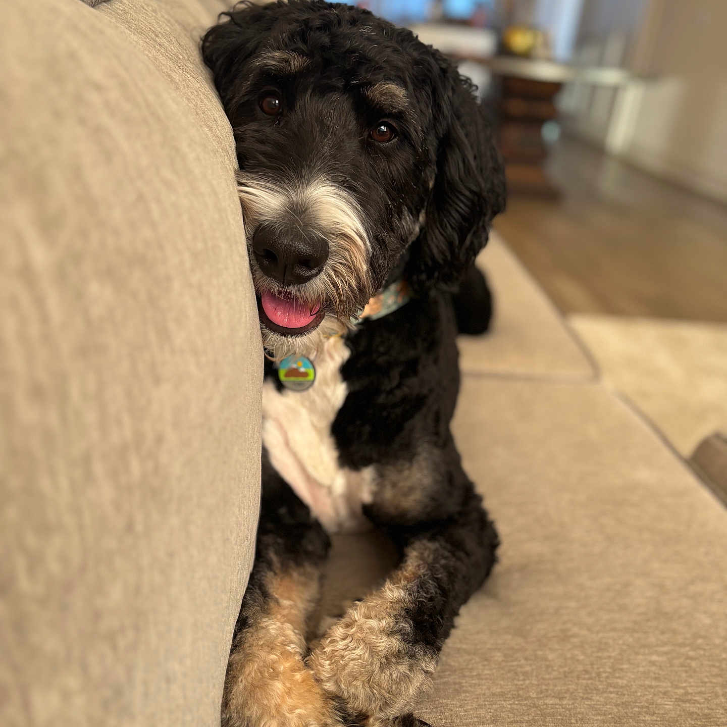 Theo is registered to the contest to win money with this photo: animal, black_and_white, collar, couch, cozy, curious, cute, dog, friendly, fur, fur_texture, home, indoor, living_room, looking, paws, pet, relaxed, seated, tongue