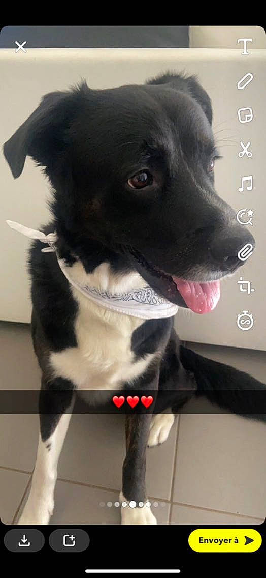 Mamene participe au concours pour gagner de l'argent avec cette photo : borador, canidae, carnivore, collar, companion_dog, dog, dog_breed, dog_collar, flooring, fur, leash, non_sporting_group, pet_supply, snout, sporting_group, whiskers, working_animal, working_dog