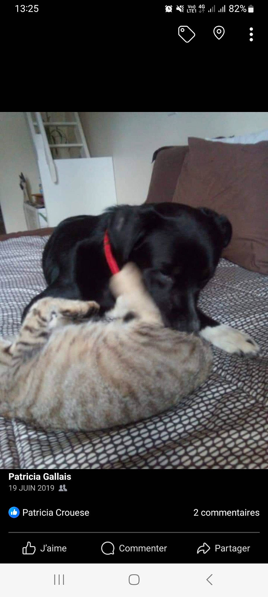 Mamene participe au concours pour gagner de l'argent avec cette photo : borador, carnivore, collar, comfort, companion_dog, dog, dog_bed, dog_breed, dog_supply, flooring, fur, guard_dog, linens, pet_supply, picture_frame, snout, sporting_group, tail, whiskers, working_animal