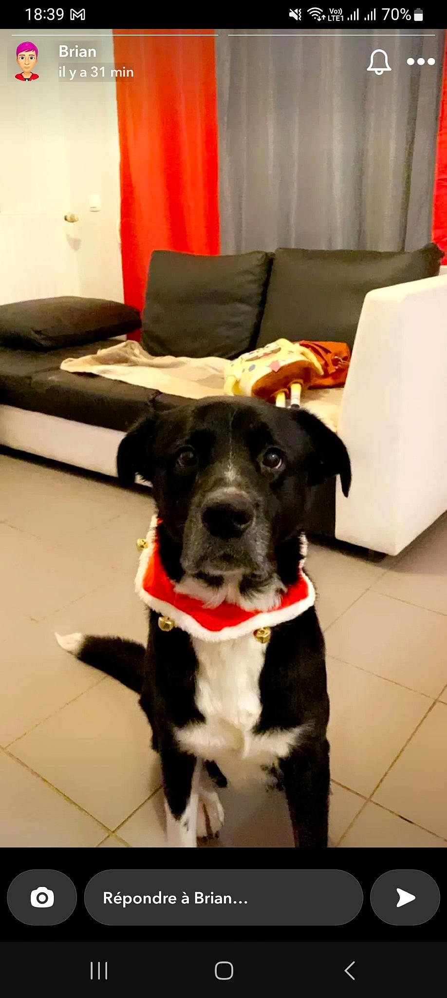 Mamene participe au concours pour gagner de l'argent avec cette photo : borador, carnivore, chair, collar, comfort, companion_dog, couch, dog, dog_breed, dog_collar, fawn, floor, flooring, fur, pet_supply, picture_frame, snout, sporting_group, tail, working_animal