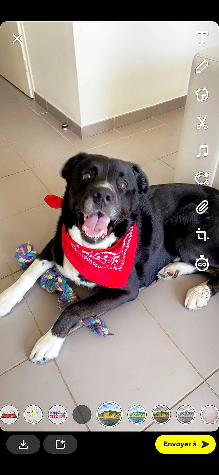 Mamene participe au concours pour gagner de l'argent avec cette photo : borador, canidae, carnivore, collar, companion_dog, dog, dog_breed, dog_collar, dog_supply, flooring, fur, guard_dog, leash, non_sporting_group, paw, pet_supply, retriever, snout, sporting_group, working_animal