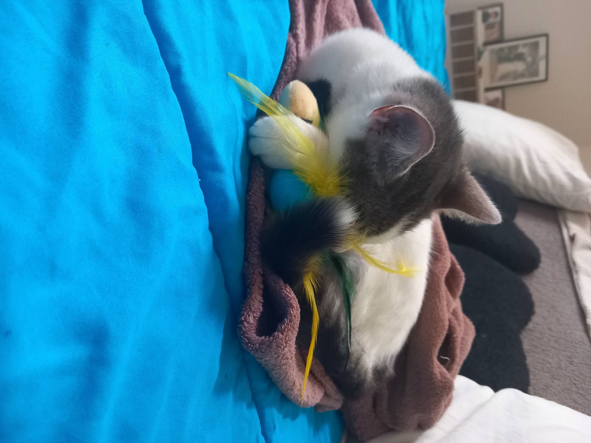 Toupie participe au concours pour gagner de l'argent avec cette photo : blue, canidae, carnivore, comfort, companion_dog, dog, dog_breed, ear, electric_blue, fawn, felidae, fur, jaw, picture_frame, plush, snout, sporting_group, stuffed_toy, whiskers, working_animal