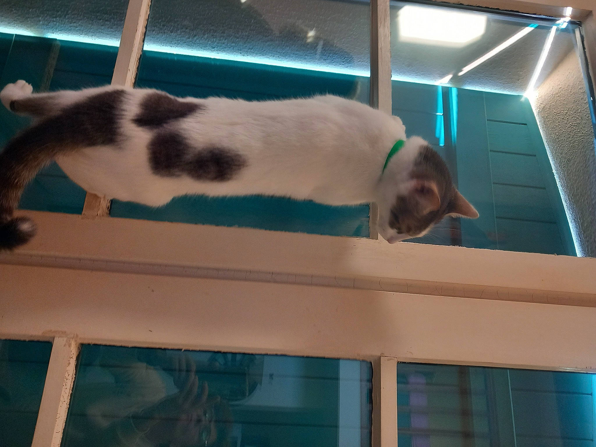 Toupie a rejoint le concours — aidez-le/la à gagner de superbes lots ! animal_shelter, carnivore, cat, comfort, domestic_short_haired_cat, felidae, fixture, flooring, fur, glass, light, mammal, pet_supply, room, small_to_medium_sized_cats, tail, vertebrate, whiskers, window, wood