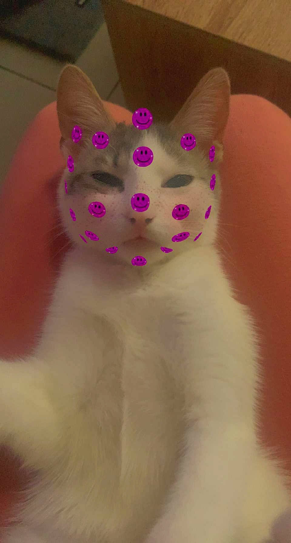 Toupie participe au concours pour gagner de l'argent avec cette photo : canidae, carmine, cat, companion_dog, dog_breed, ear, fashion_accessory, fawn, felidae, fur, head, human_body, magenta, mythical_creature, paw, pink, small_to_medium_sized_cats, snout, tail, whiskers