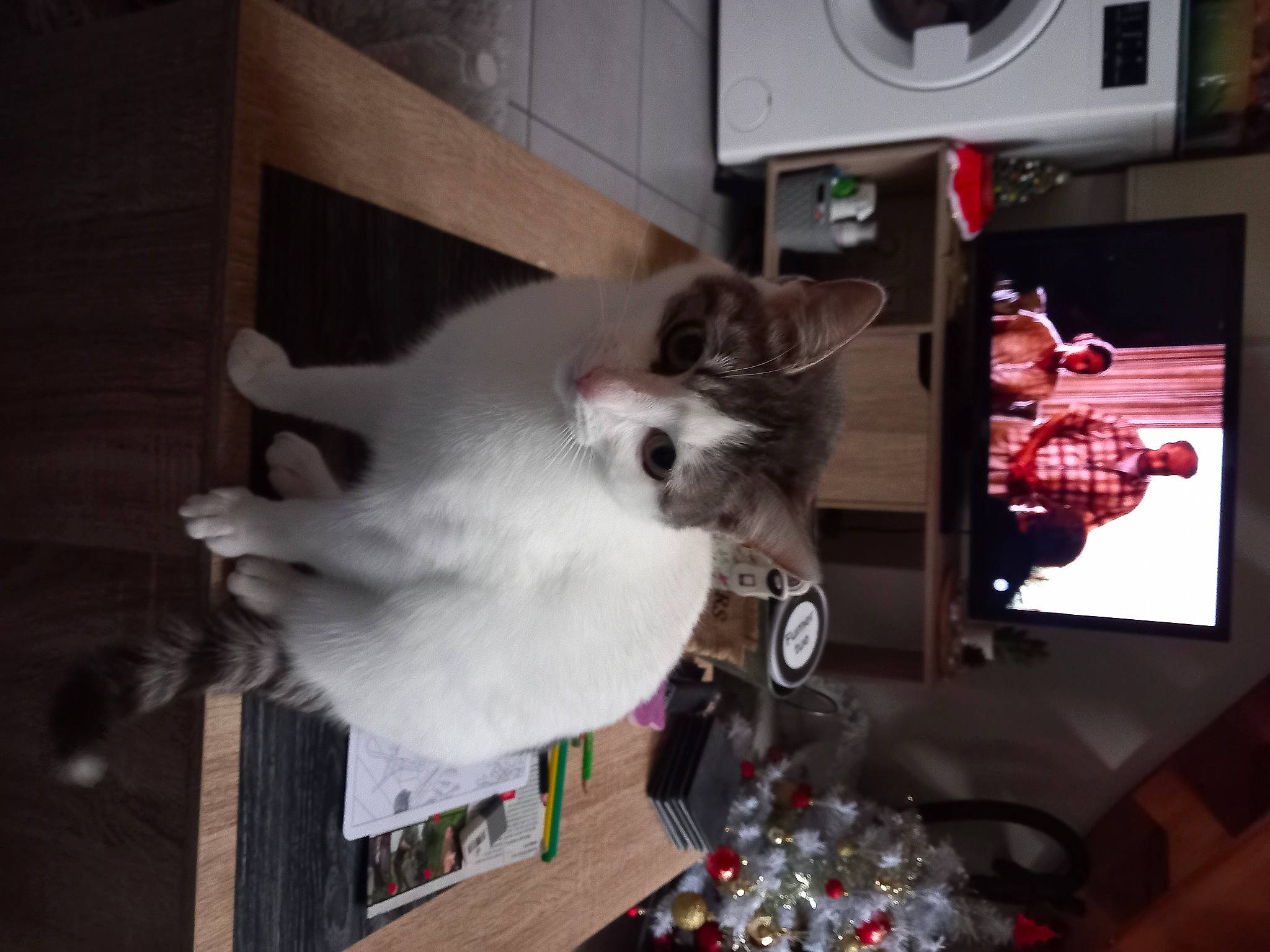 Toupie a rejoint le concours — aidez-le/la à gagner de superbes lots ! canidae, carmine, carnivore, cat, collar, companion_dog, domestic_short_haired_cat, felidae, fur, room, small_to_medium_sized_cats, tail, whiskers