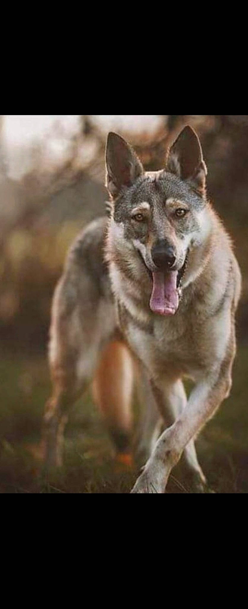 Naska a rejoint le concours — aidez-le/la à gagner de superbes lots ! canidae, canis, carnivore, dog, dog_breed, fur, snout, sporting_group, sulimov_dog, terrestrial_animal, wildlife, wolf, working_animal, working_dog