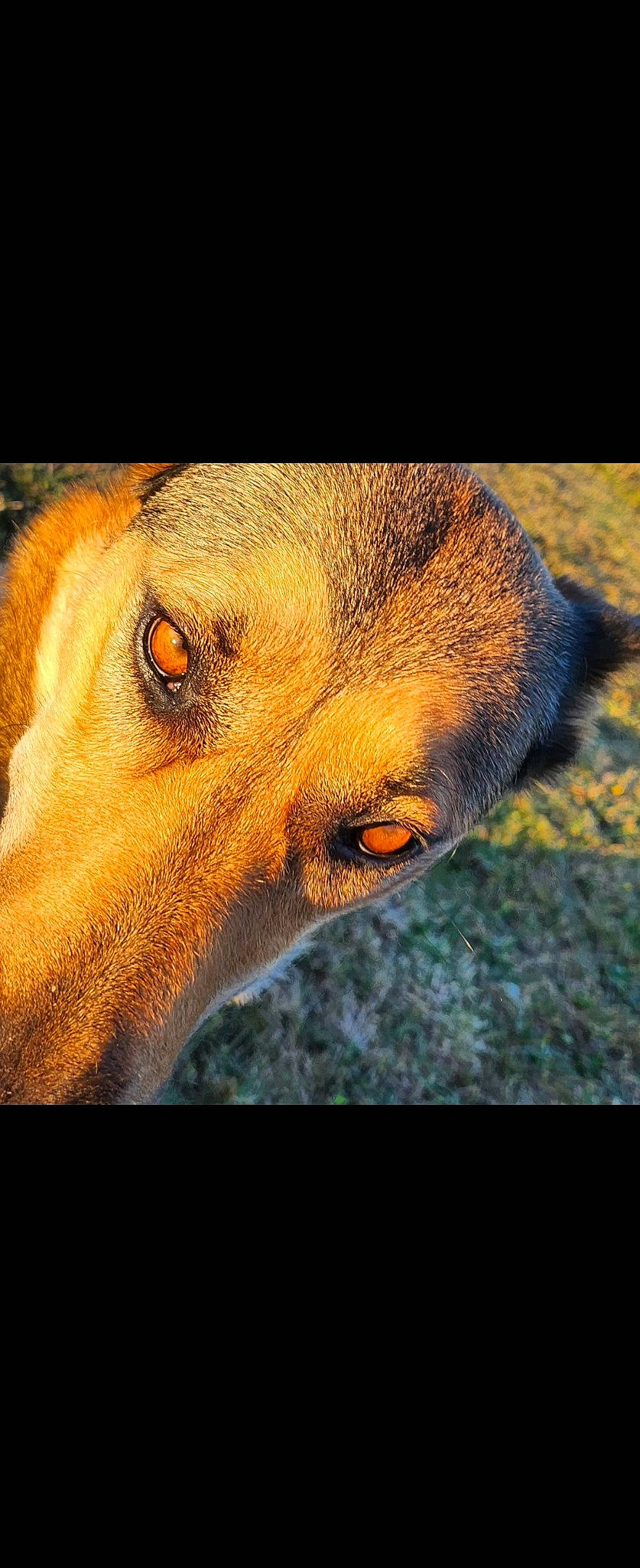 Maloup participe au concours pour gagner de l'argent avec cette photo : ancient_dog_breeds, canidae, carnivore, close_up, companion_dog, dog, dog_breed, fawn, fur, hunting_dog, sporting_group, street_dog, terrestrial_animal, whiskers, working_animal