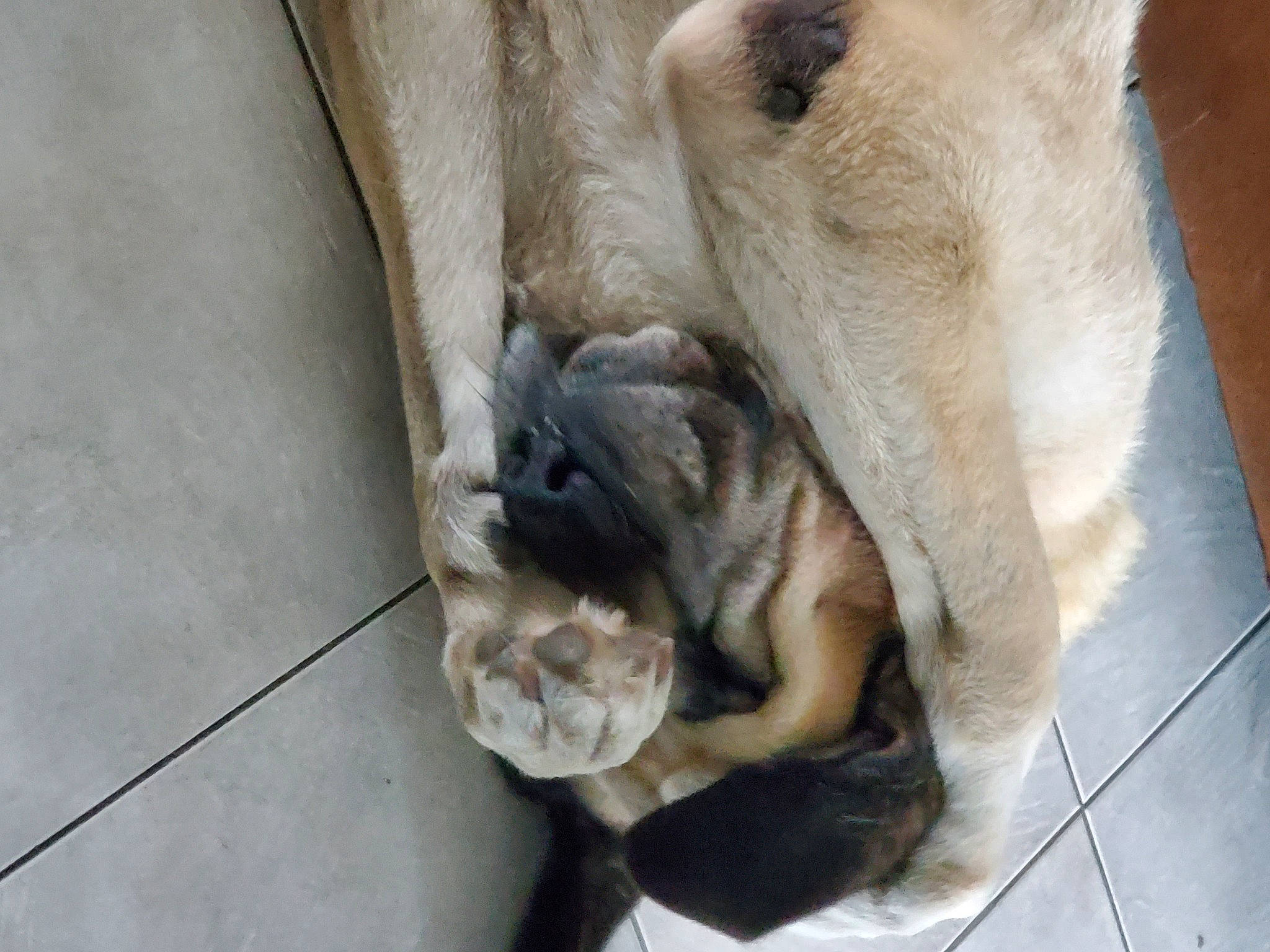 Broly a rejoint le concours — aidez-le/la à gagner de superbes lots ! canidae, carnivore, claw, comfort, companion_dog, dog, dog_breed, fawn, felidae, fur, nap, paw, small_to_medium_sized_cats, snout, sporting_group, tail, terrestrial_animal, whiskers, wildlife, working_animal