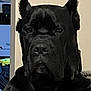 animal, boxer, bulldog, canine, dog, frenchbulldog, greatdane, newfoundland, panther, pet, pitbull, puppy, snout