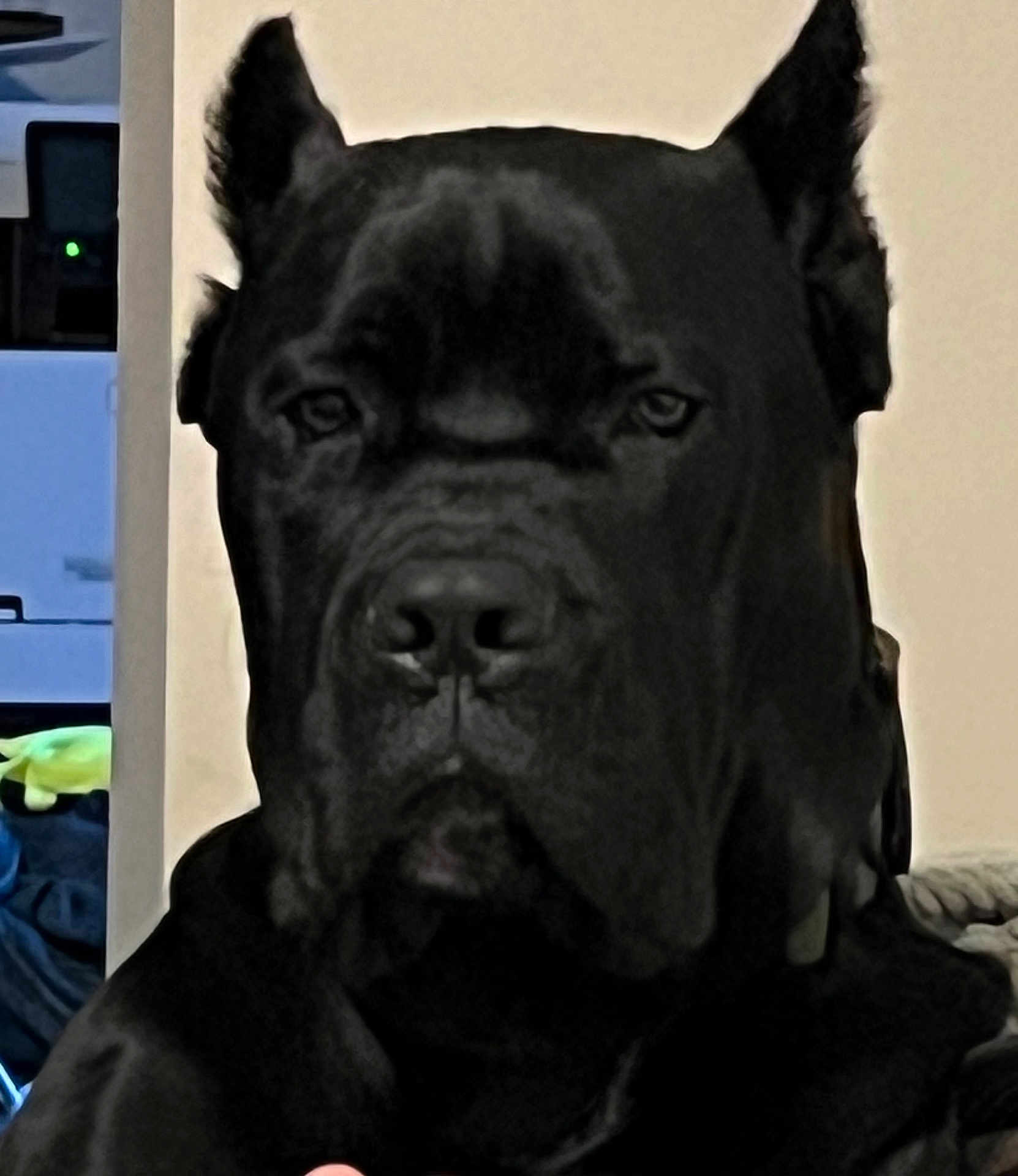 Onyx joined the competition — help win amazing prizes! animal, boxer, bulldog, canine, dog, frenchbulldog, greatdane, newfoundland, panther, pet, pitbull, puppy, snout
