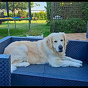 Saiko participe au concours pour gagner de l'argent avec cette photo : dog, golden_retriever, outdoor, sofa, pet, garden, grass, daylight, trampoline, furniture, relaxing, canine, backyard, greenery, leisure, animal, resting, summer, comfort, nature