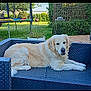 dog, golden_retriever, outdoor, sofa, pet, garden, grass, daylight, trampoline, furniture, relaxing, canine, backyard, greenery, leisure, animal, resting, summer, comfort, nature
