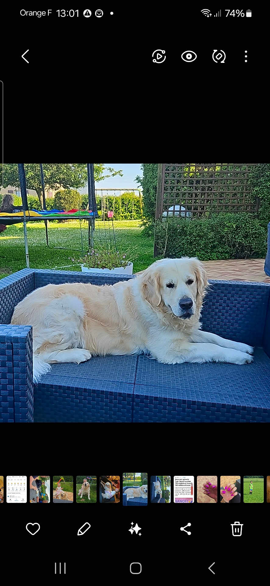 Saiko participe au concours pour gagner de l'argent avec cette photo : dog, golden_retriever, outdoor, sofa, pet, garden, grass, daylight, trampoline, furniture, relaxing, canine, backyard, greenery, leisure, animal, resting, summer, comfort, nature