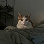cat, calico_cat, blanket, indoor, plant, green_eyes, fur, bedroom, cozy, animal, pet, feline, resting, soft_light, quiet, domestic_cat, whiskers, ears, looking, comfort
