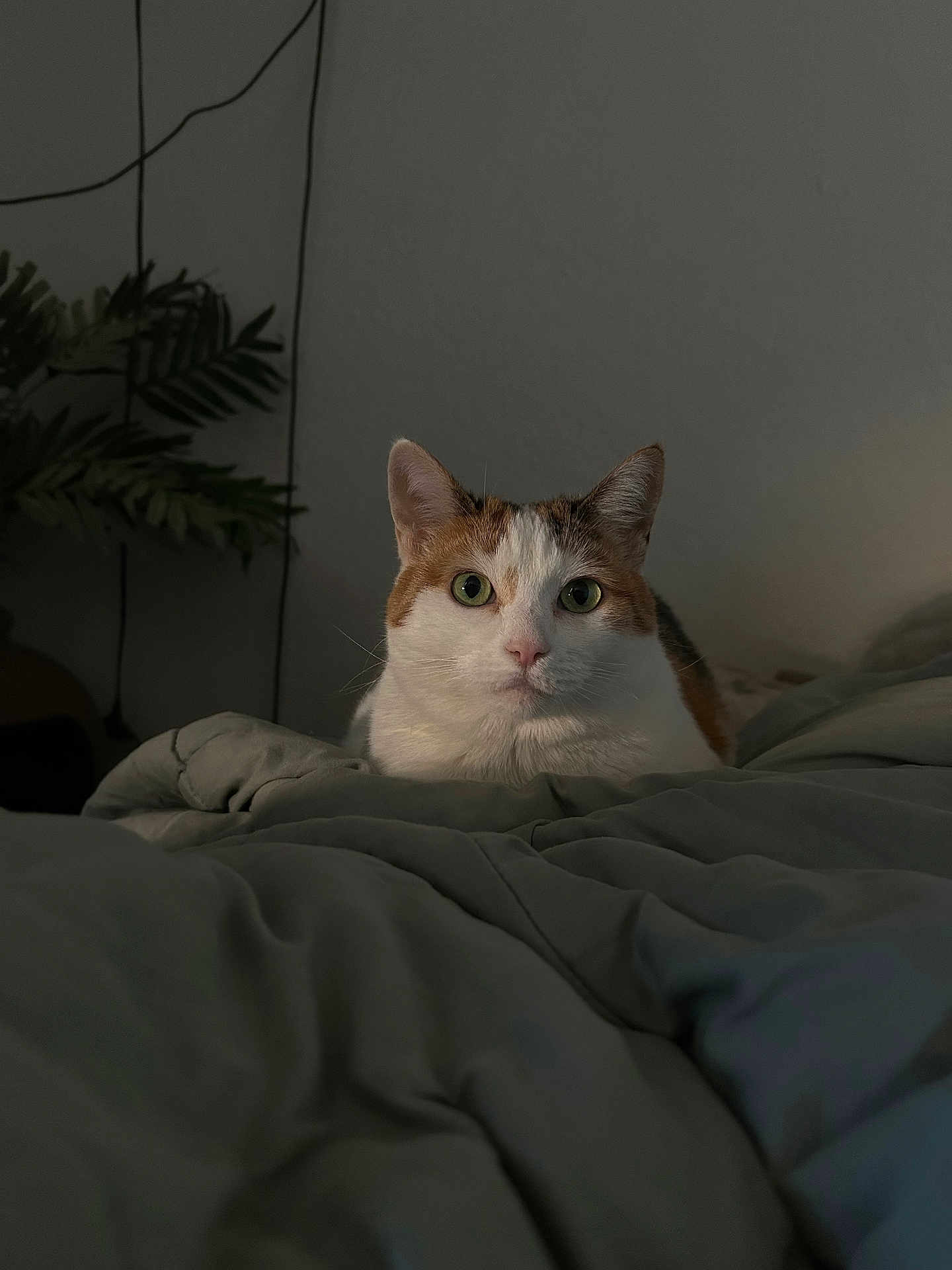 Arya