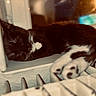 cat, tuxedo_cat, black_and_white, feline, pet, sleeping, lounging, lying_down, paw, whiskers, ears, window, windowsill, radiator, indoor, cozy, warm_lighting, close_up, relaxed, home
