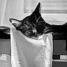 Mazoute a rejoint le concours — aidez-le/la à gagner de superbes lots ! cat, kitten, black_and_white, monochrome, pet, feline, animal, whiskers, ears, close_up, portrait, sleepy, staring, relaxed, sitting, fabric_bag, tote_bag, indoor, textile, dramatic