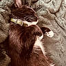 Mazoute participe au concours pour gagner de l'argent avec cette photo : cat, tuxedo_cat, sleeping, nap, indoor, blanket, soft, furry, whiskers, paws, collar, black_and_white, relaxed, cozy, close_up, portrait, pet, animal, upside_down, bed
