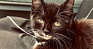 Mazoute a rejoint le concours — aidez-le/la à gagner de superbes lots ! cat, tuxedo_cat, black_fur, white_fur, whiskers, golden_eyes, animal, pet, feline, portrait, close_up, sitting, lying_down, car_interior, car_seat, seatbelt, fabric, fur, alert, indoor