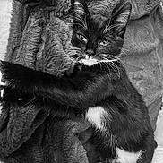 Mazoute participe au concours pour gagner de l'argent avec cette photo : cat, tuxedo_cat, black_and_white, feline, pet, animal, fluffy, fur, whiskers, green_eyes, pointed_ears, paws, white_chest, white_paws, sitting, lounging, blanket, indoors, portrait, black_and_white_photography