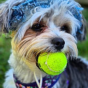 Rosalie is registered to the contest to win money with this photo: dog, tennis_ball, headband, floral_harness, outdoor, pet, animal, playful, closeup, fur, black_nose, ears, white_fur, brown_fur, gray_fur, canine, tongue_hidden, cute, grass, blurred_background