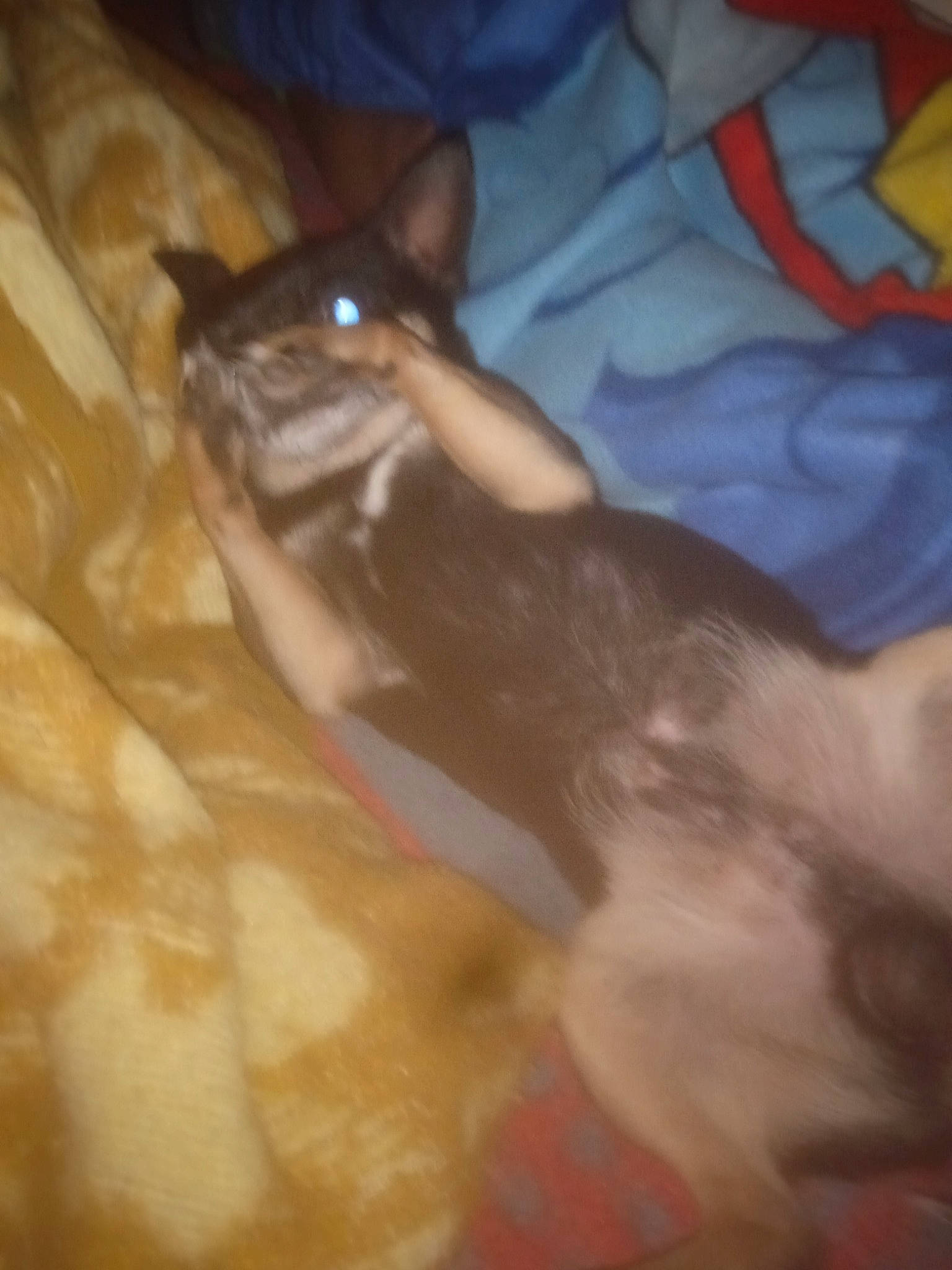 Picasso participe au concours pour gagner de l'argent avec cette photo : carnivore, comfort, companion_dog, dog_breed, fawn, felidae, foot, fur, hardwood, human_leg, liver, nail, paw, sporting_group, tail, thigh, toy_dog, whiskers, wood, wrist