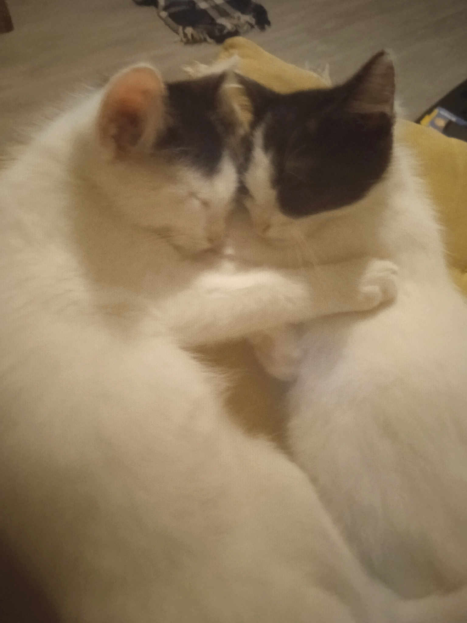 Nougat Et Guizmo