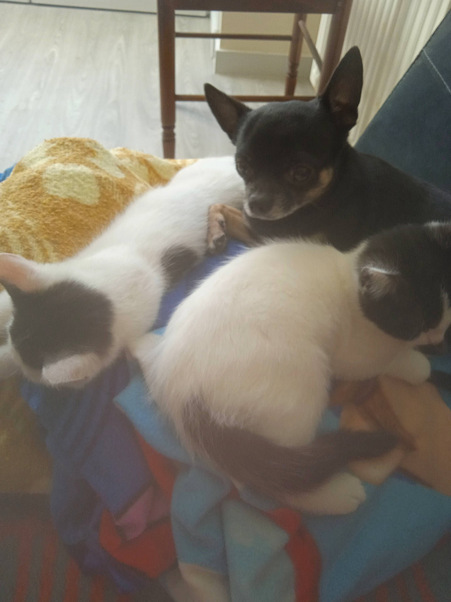 Nougat Et Guizmo participe au concours pour gagner de l'argent avec cette photo : canidae, carnivore, cat, claw, comfort, companion_dog, dog_breed, domestic_short_haired_cat, ear, fawn, felidae, fur, paw, small_to_medium_sized_cats, snout, tail, terrestrial_animal, whiskers, wood