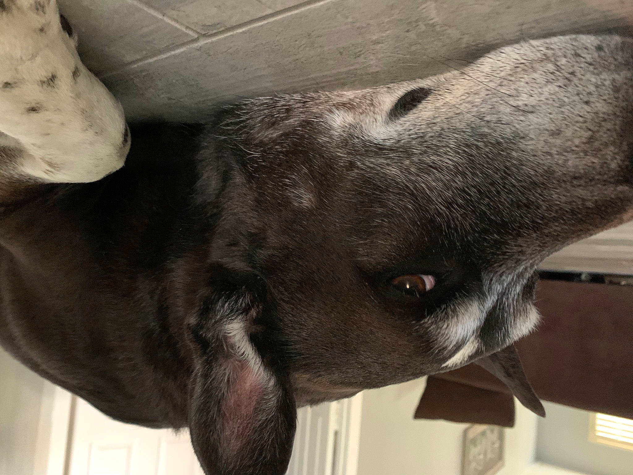 Ace joined the competition — help win amazing prizes! canidae, carnivore, comfort, companion_dog, dog, dog_breed, fawn, liver, snout, sporting_group, terrestrial_animal, whiskers, working_animal, working_dog