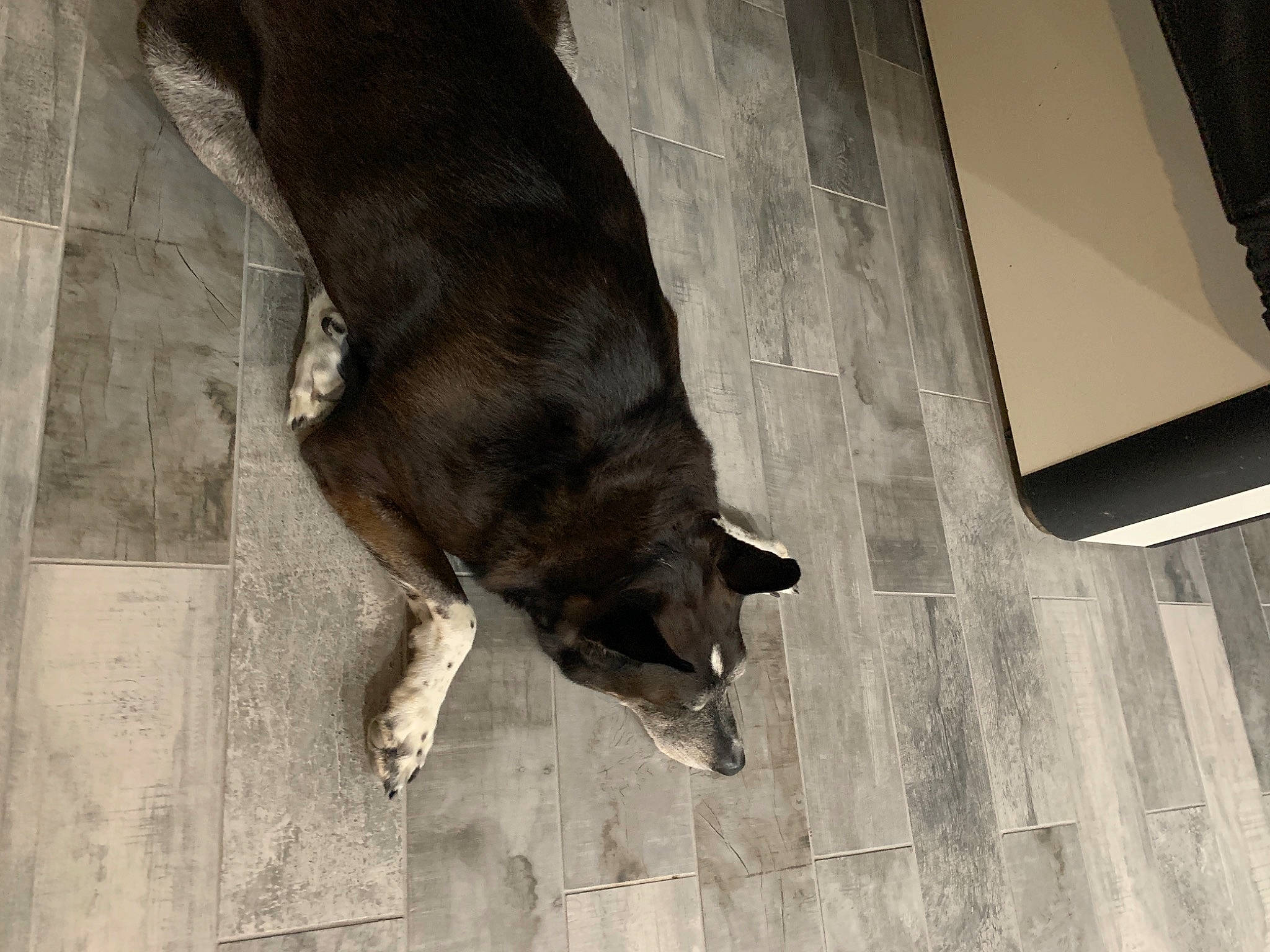 Ace is registered to the contest to win money with this photo: brown, canidae, carnivore, companion_dog, dog, dog_breed, fur, liver, snout, sporting_group, street_dog, tail, terrestrial_animal, working_animal, working_dog