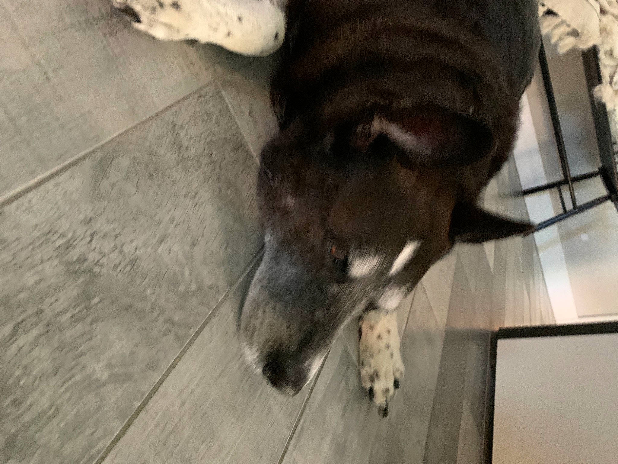 Ace joined the competition — help win amazing prizes! canidae, canis, carnivore, dog, dog_breed, floor, flooring, fur, grey, hardwood, laminate_flooring, liver, plywood, snout, sporting_group, vertebrate, wood_flooring, wood_stain, working_animal, working_dog