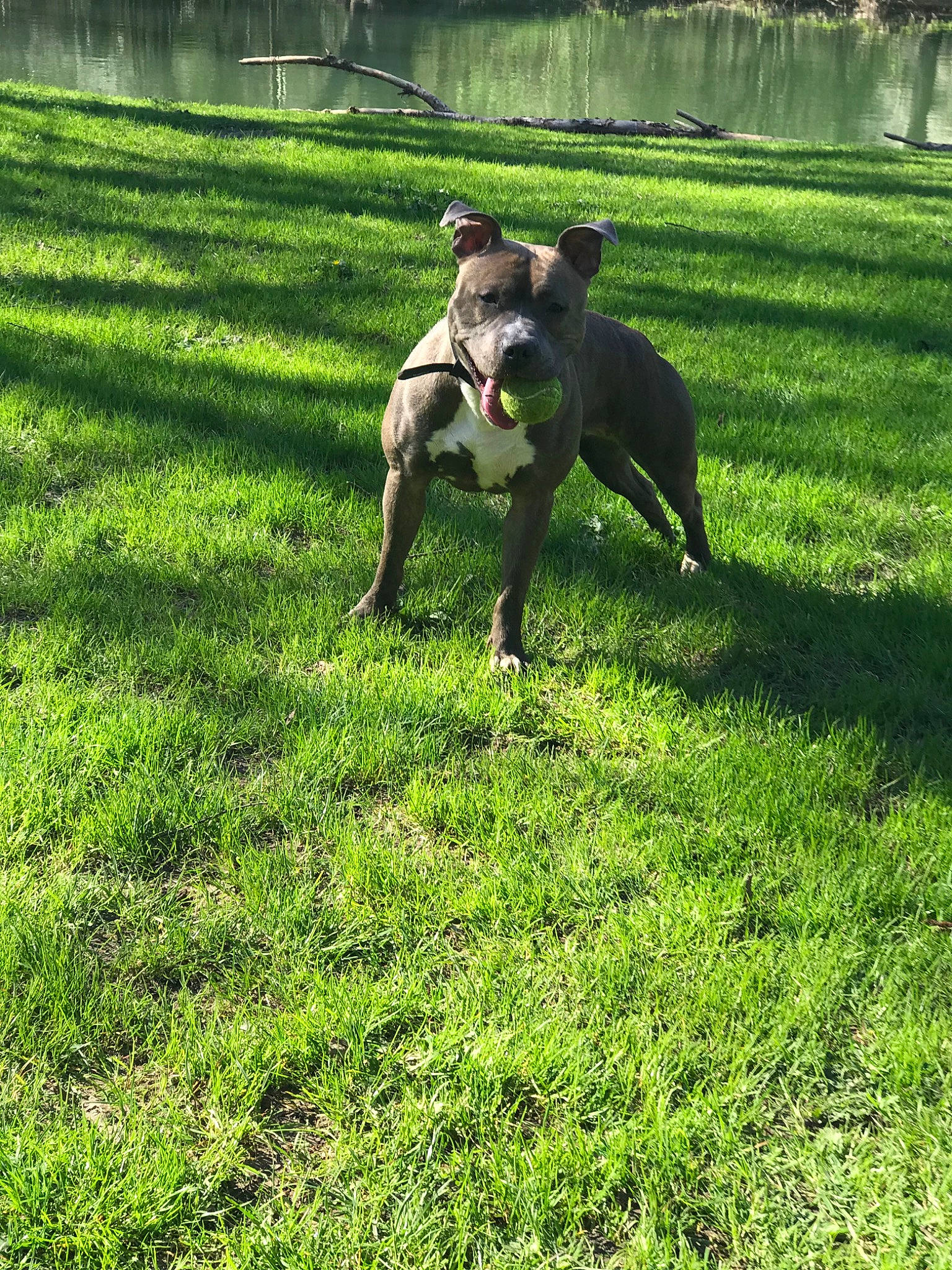 Luna participe au concours pour gagner de l'argent avec cette photo : american_pit_bull_terrier, american_staffordshire_terrier, canidae, carnivore, companion_dog, dog, dog_breed, grass, lawn, lurcher, mammal, non_sporting_group, sporting_group, tail, vertebrate