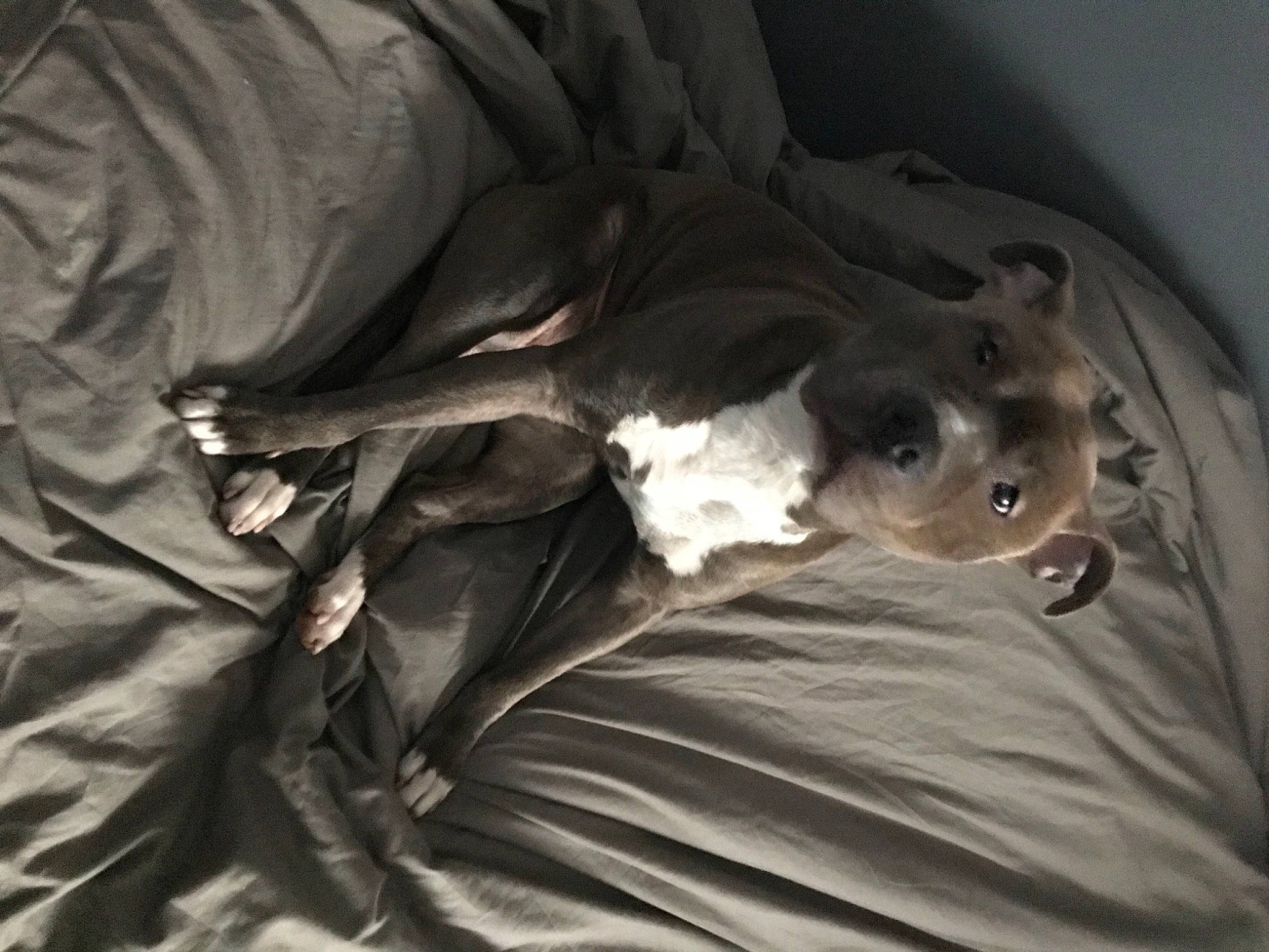 Luna participe au concours pour gagner de l'argent avec cette photo : canidae, carnivore, comfort, companion_dog, dog, dog_breed, dog_supply, fawn, grey, liver, snout, sporting_group, terrestrial_animal, vertebrate, whiskers, working_animal, working_dog