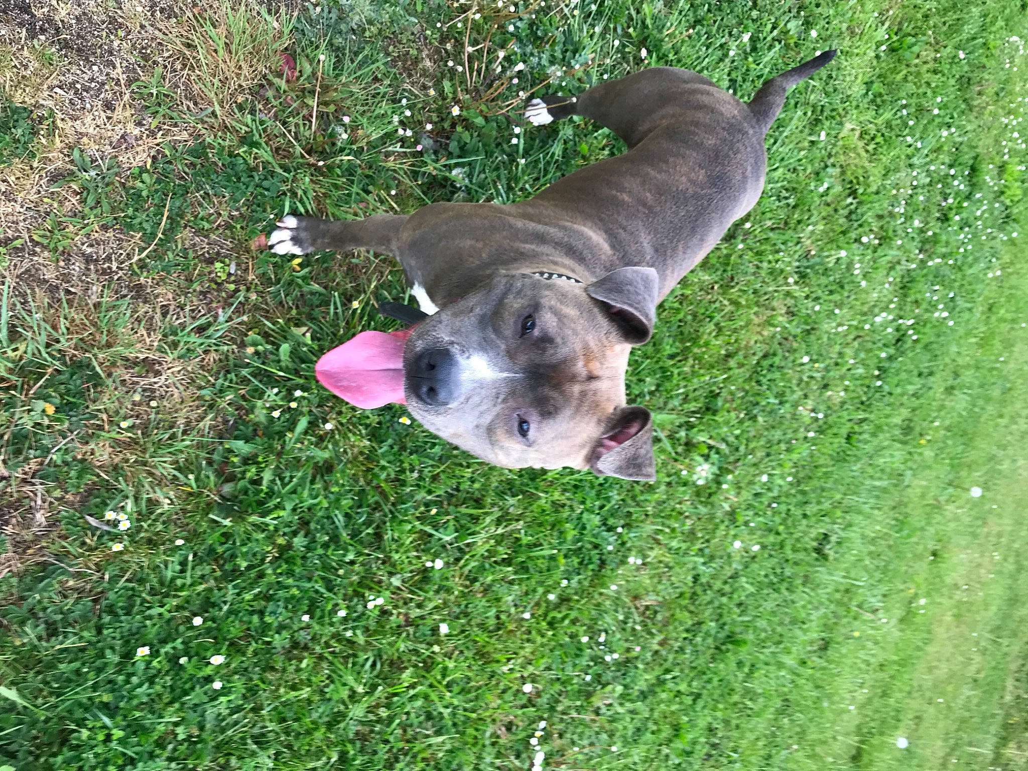 Luna a rejoint le concours — aidez-le/la à gagner de superbes lots ! borador, canidae, carnivore, collar, companion_dog, dog, dog_breed, dog_collar, grass, groundcover, hunting_dog, lawn, liver, mammal, snout, sporting_group, tail, terrestrial_animal, working_animal, working_dog