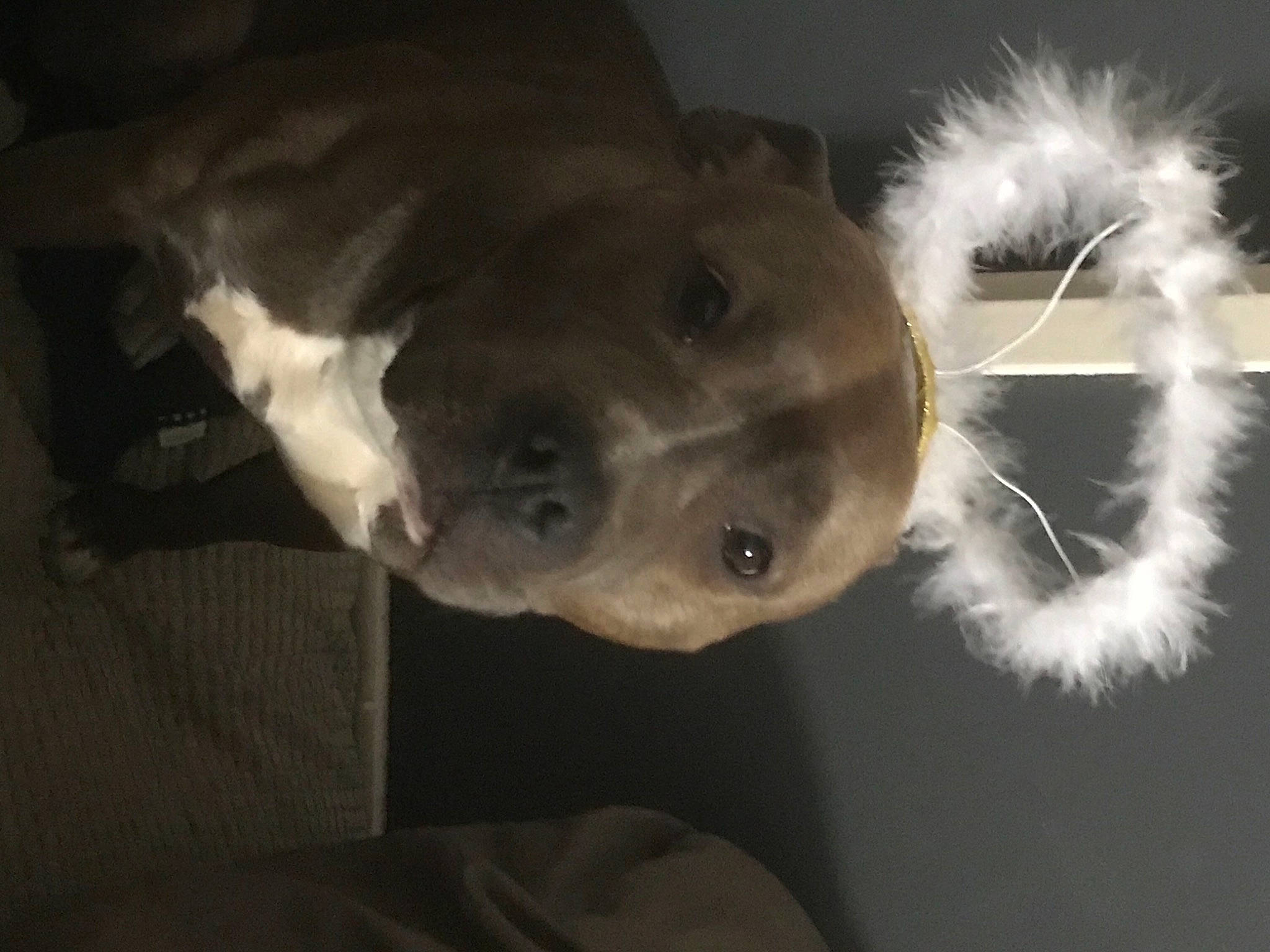 Luna a rejoint le concours — aidez-le/la à gagner de superbes lots ! beige, canidae, carnivore, collar, companion_dog, dog, dog_breed, fawn, pet_supply, snout, sporting_group, terrestrial_animal, vertebrate, whiskers, working_animal, working_dog