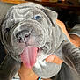 adorable, animal, canine, close_up, cute, dog, expression, friendly, fur, gray_fur, hand, holding, indoor, pet, playful, portrait, puppy, tongue_out, wrinkled_face, young