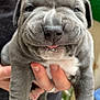 adorable, animal, close_up, cute, dog, expression, fingernail, friendly, gray_fur, hand_holding, indoors, mammal, person, pet, puppy, small_paw, soft_fur, tongue_out, wrinkly_face, young