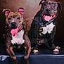animal, brown_background, canine, collar, companions, cute, dog, domestic, friendship, fur, happy, indoor, paw, pets, playful, portrait, sitting, studio, tongue_out, two_dogs