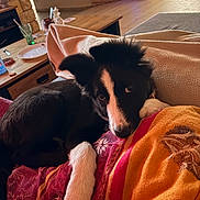 Ally a rejoint le concours — aidez-le/la à gagner de superbes lots ! dog, puppy, black_and_white, fluffy, lying_down, blanket, couch, indoor, living_room, cozy, pet, animal, portrait, close_up, brown_eyes, white_paws, black_fur, colorful_blanket, furniture, home