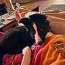 dog, puppy, black_and_white, fluffy, lying_down, blanket, couch, indoor, living_room, cozy, pet, animal, portrait, close_up, brown_eyes, white_paws, black_fur, colorful_blanket, furniture, home
