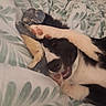 dog, sleeping, upside_down, paws, black_and_tan, pet, bed, bedspread, bedding, indoors, cozy, resting, lying_down, relaxed, funny, animal, fur, portrait, close_up, patterned_fabric