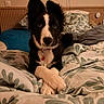 Ally a rejoint le concours — aidez-le/la à gagner de superbes lots ! dog, border_collie, black_and_white, fluffy, pet, animal, portrait, sitting, bed, bedroom, duvet, bedding, pillow, leaf_pattern, collar, heart_tag, paws, indoors, cute, photography