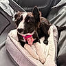 Ally participe au concours pour gagner de l'argent avec cette photo : dog, puppy, black_and_white, pet, animal, car, car_seat, pet_carrier, harness, pink_accessory, sitting, lying_down, portrait, fluffy, pointed_ears, white_markings, brown_eyes, indoor, travel, cute