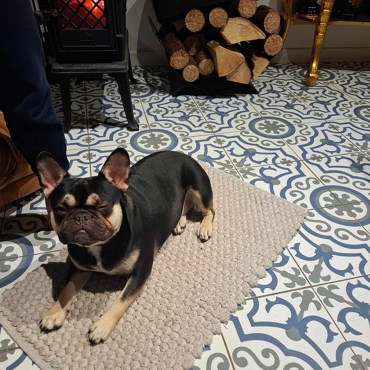 Unity a rejoint le concours — aidez-le/la à gagner de superbes lots ! adult, animal, bostonbull, bulldog, canine, dog, dogbed, fireplace, frenchbulldog, hearth, homedecor, indoors, interiordesign, male, man, person, pet, puppy, rug, wood