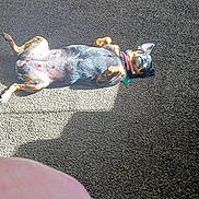 Angel joined the competition — help win amazing prizes! dog, carpet, sunlight, indoor, relaxed, pet, floor, small_dog, lying_down, pink_collar, shadow, door, human_knee, casual, domestic, sunbeam, black_and_tan, quiet, resting, home