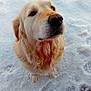 dog, golden_retriever, snow, outdoor, pet, animal, winter, canine, fur, cute, looking_up, cold, nature, mammal, friendly, adorable, playful, portrait, fluffy, waiting