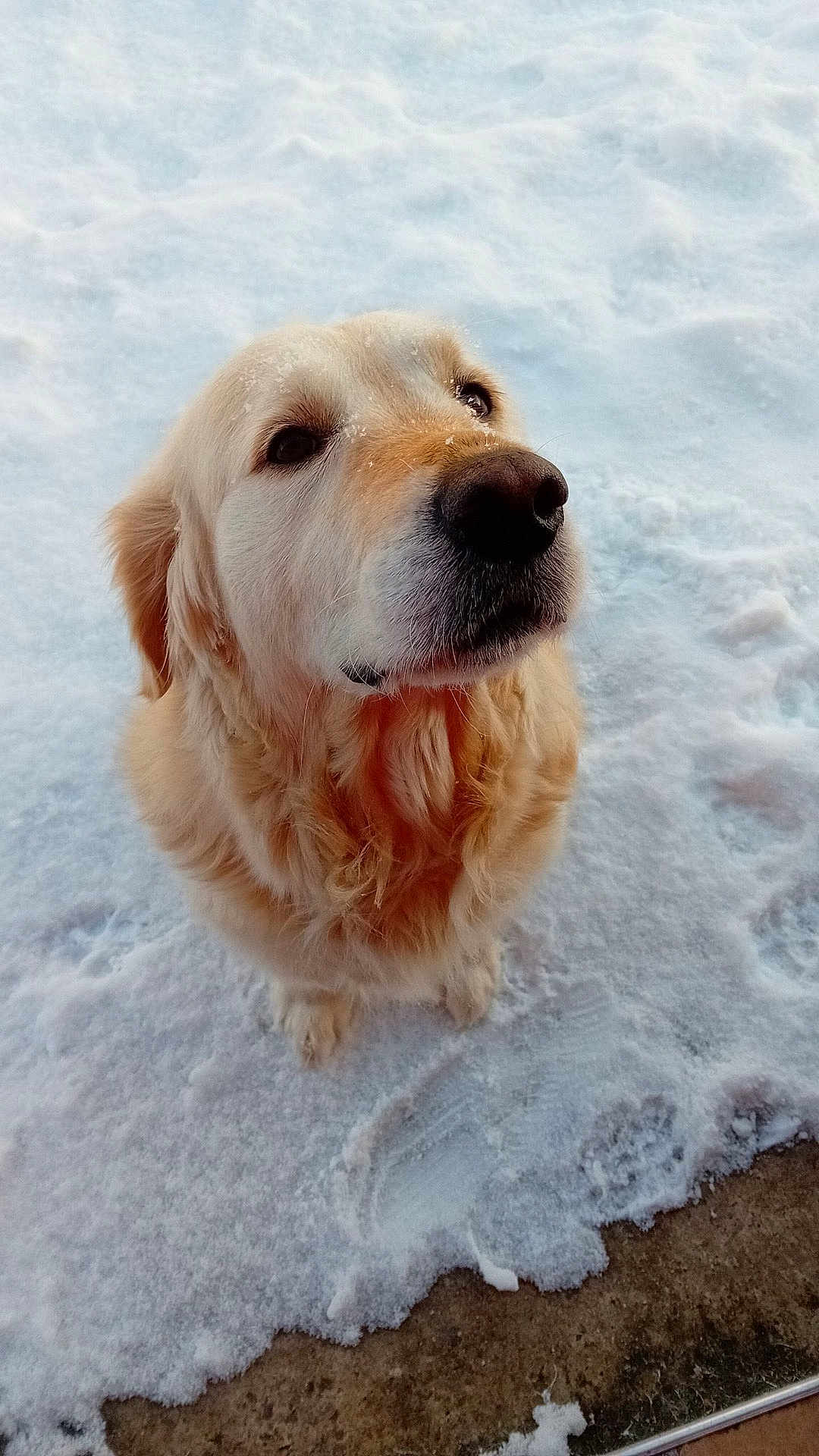 Griezman participe au concours pour gagner de l'argent avec cette photo : dog, golden_retriever, snow, outdoor, pet, animal, winter, canine, fur, cute, looking_up, cold, nature, mammal, friendly, adorable, playful, portrait, fluffy, waiting
